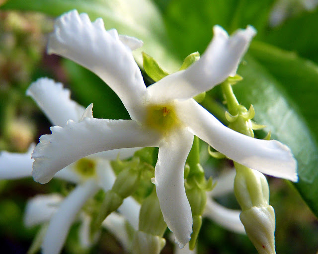 Confederate Jasmine for Outside and In Birds and Blooms