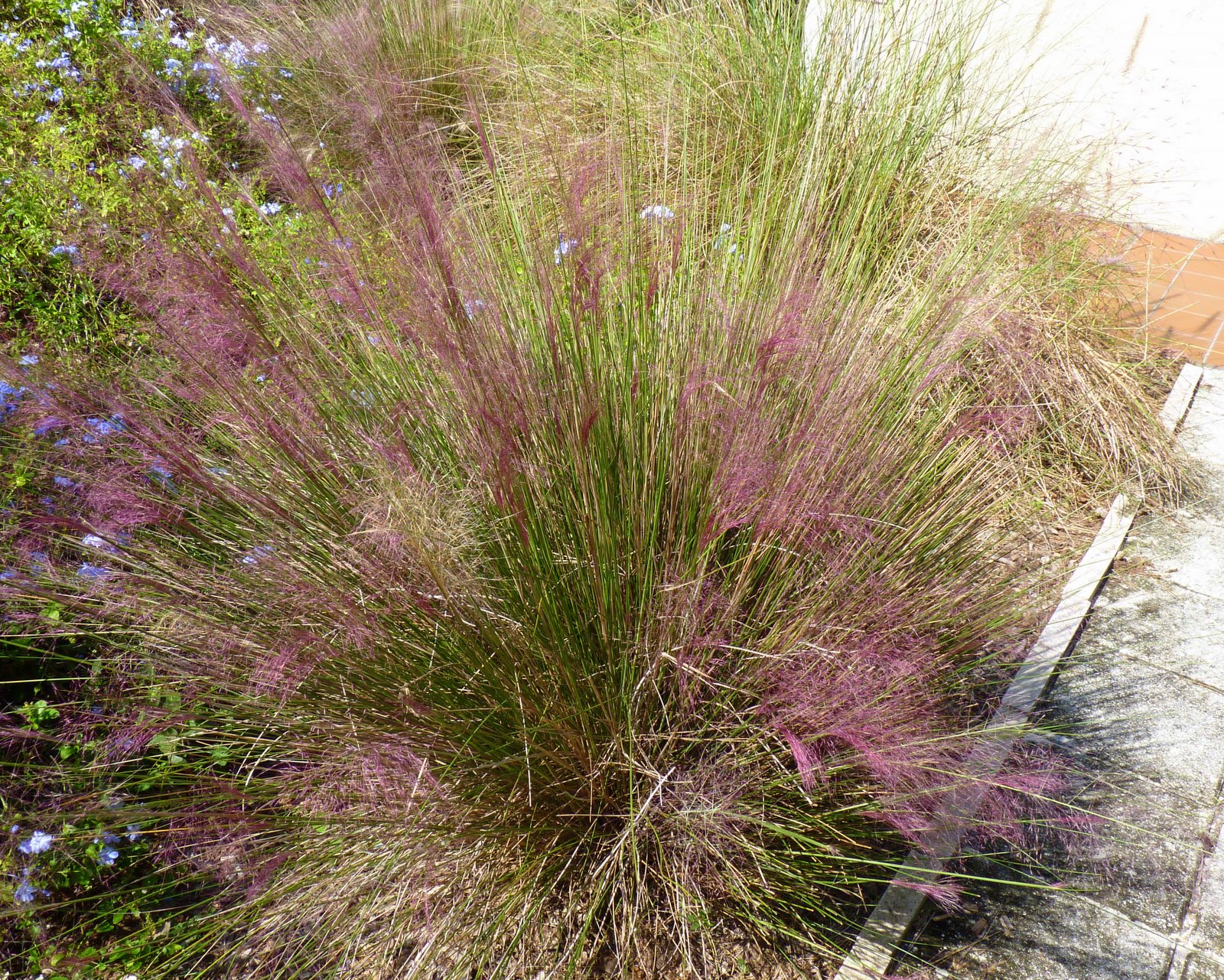 Focus on Natives Muhly Grass Birds and Blooms