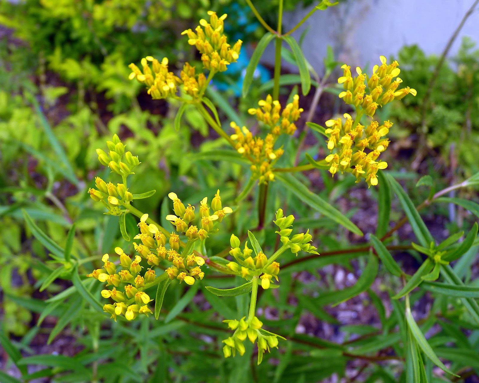My Florida Backyard: Just a Little Sunshine