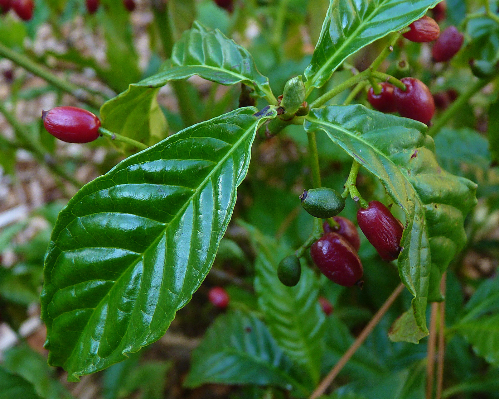 My Florida Backyard Java Jive