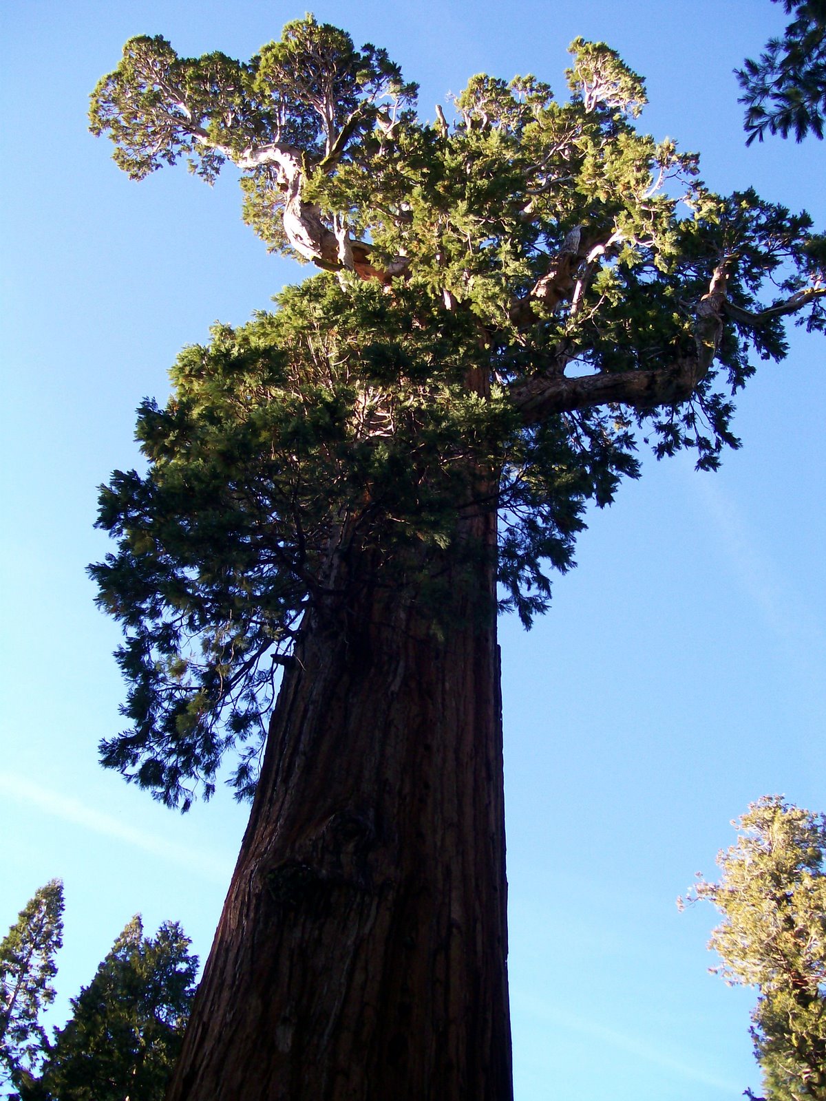 [Redwood+Grant+2.JPG]