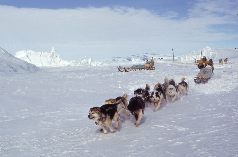 Antarctic Huskies