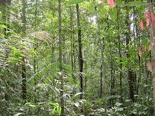 A NATUREZA É O MAIOR FATOR DE EQUILIBRIO PARA A SOBREVIVENCIA HUMANA