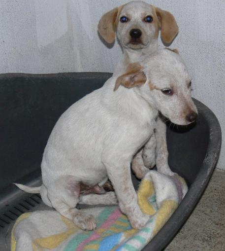 [cachorros.jpg]