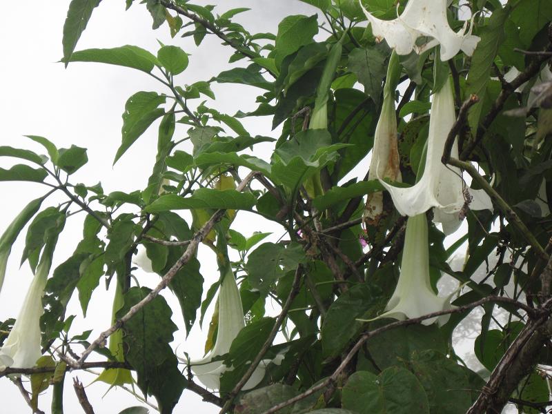 Scopolamine Patch Expiration Date Download Free Apps ponfiles