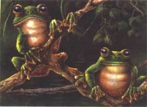 [2+frogs+-+look.JPG]