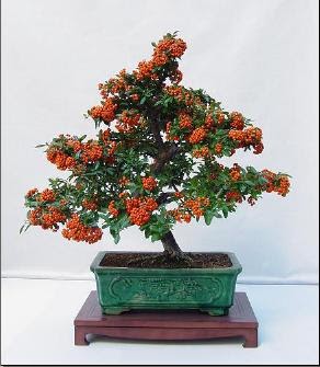 ROBERTO ROTONDO: Pyracantha coccinea