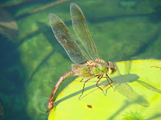 Live+dragonfly+larvae+for+sale