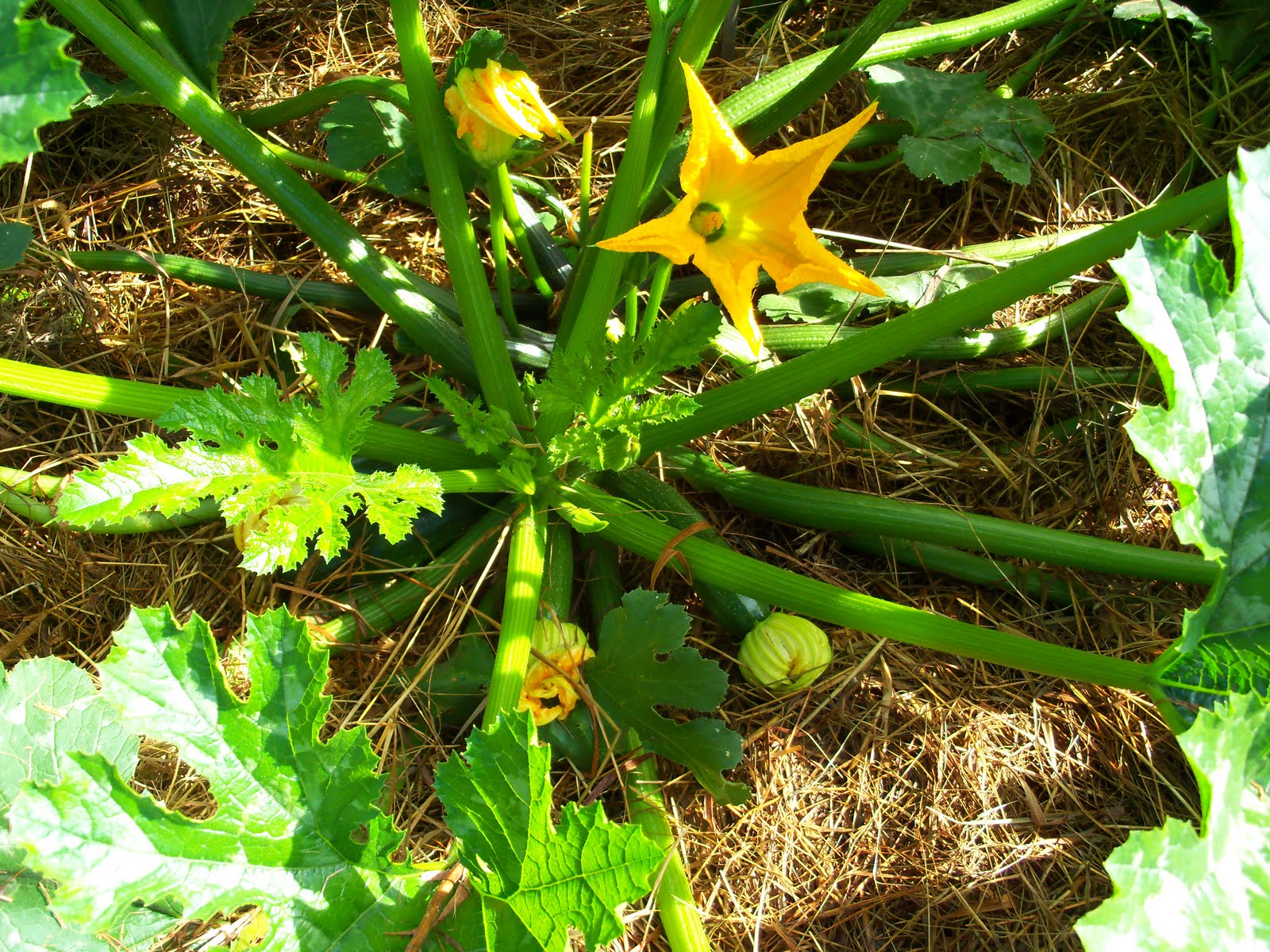 My Food Revolution How Fast Does Zucchini Grow?