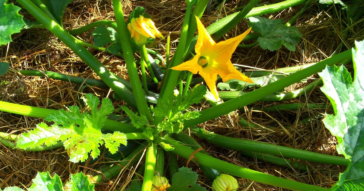 My Food Revolution How Fast Does Zucchini Grow?