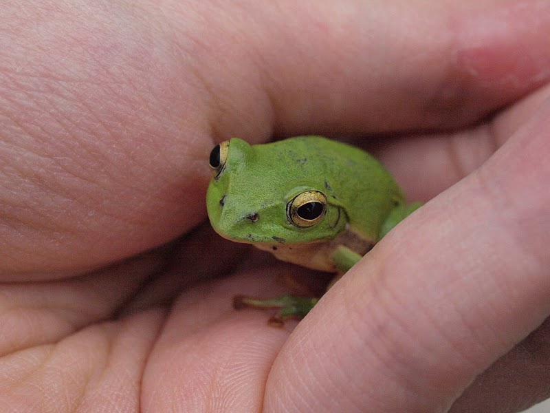 田んぼの生き物調査 バード デザインハウス