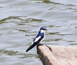 Golondrina de vientre blanco.