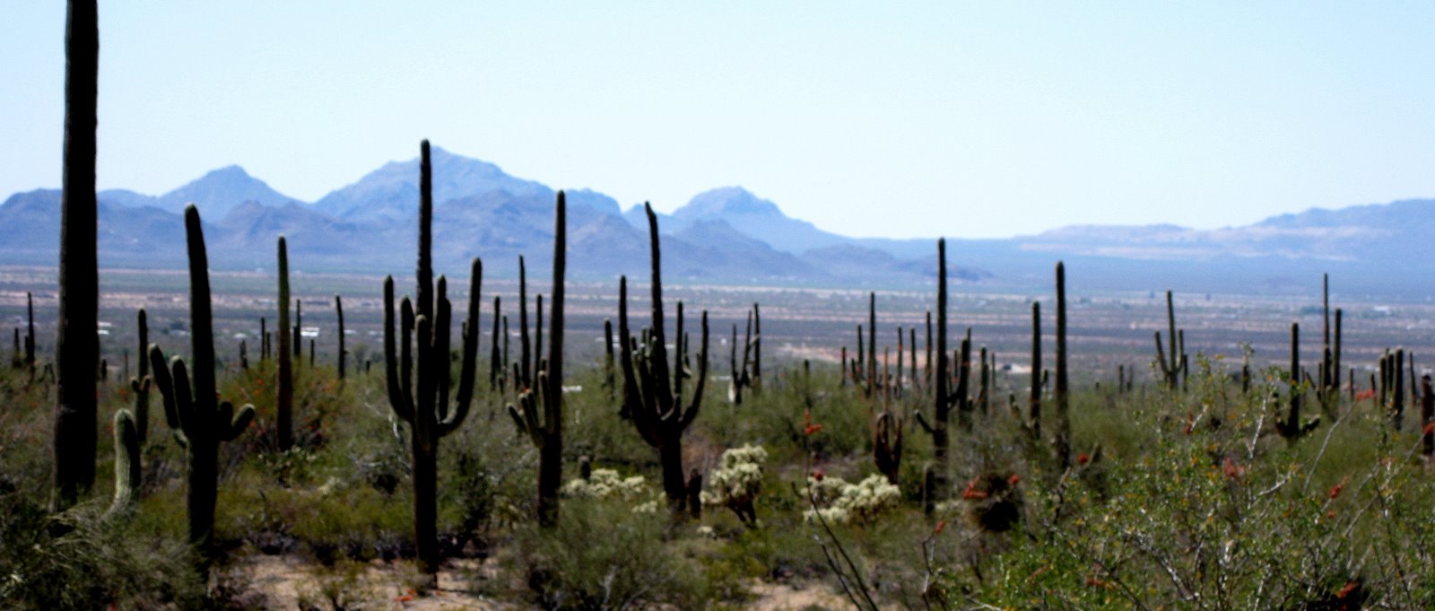 [Cactus+wildnerness.jpg]
