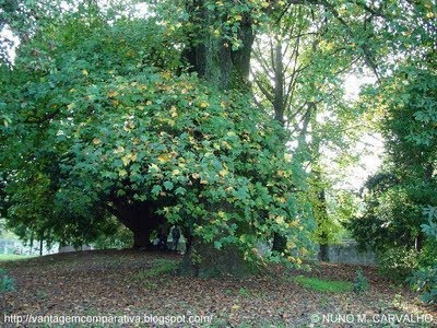 [5_JARDIM_DA_UNIVERSIDADE_DO_PORTO__PORTUGAL.JPG]