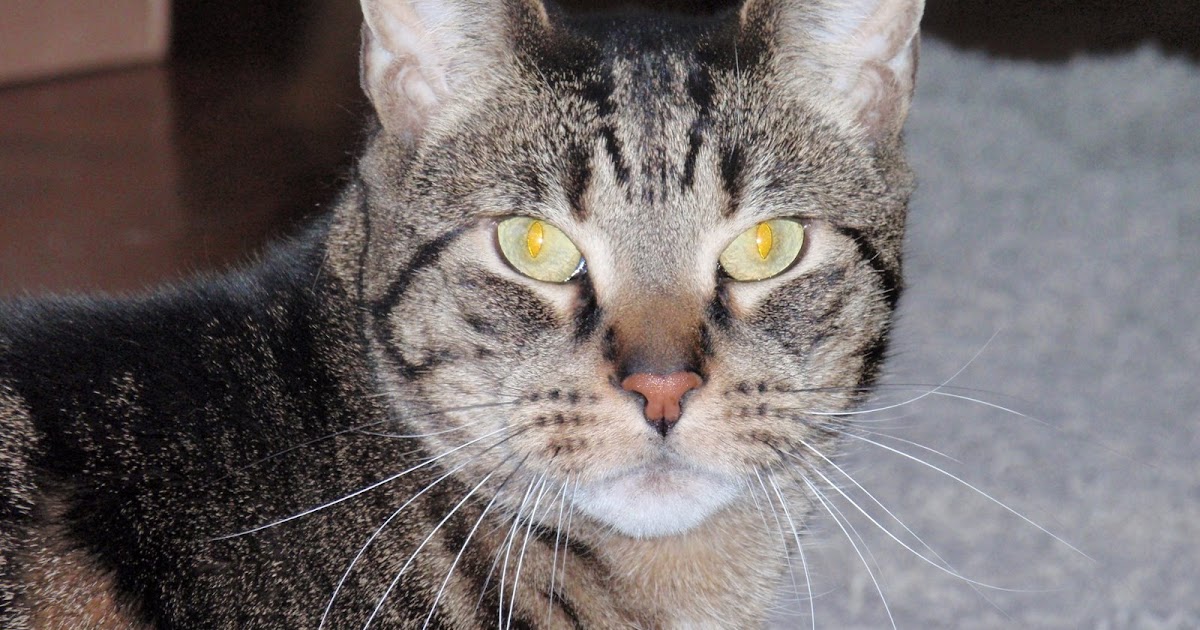 Mauigirl's Meanderings A Cat's Eye View