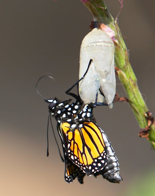 Butterfly Leaving Cocoon Leaving-Butterfly-Leaving-Cocoon-Leaving