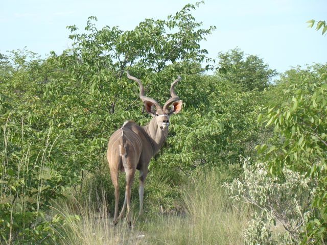 Male Kudu