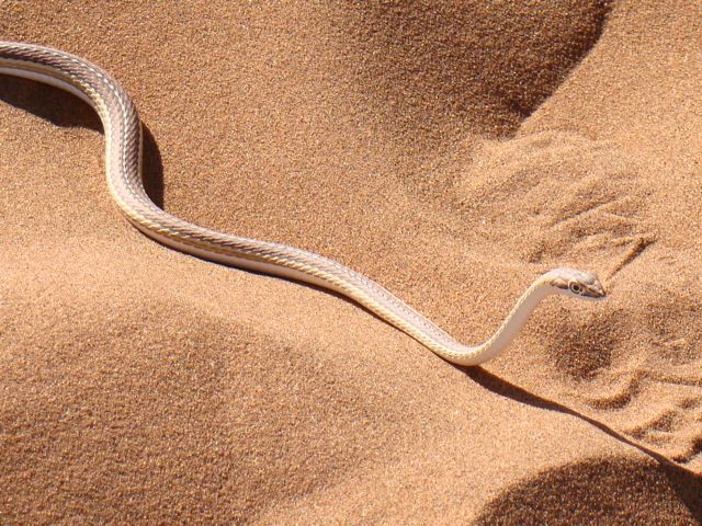 Grass snake on the Dunes