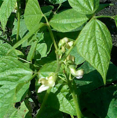 flowers bean plant alaska progressive its