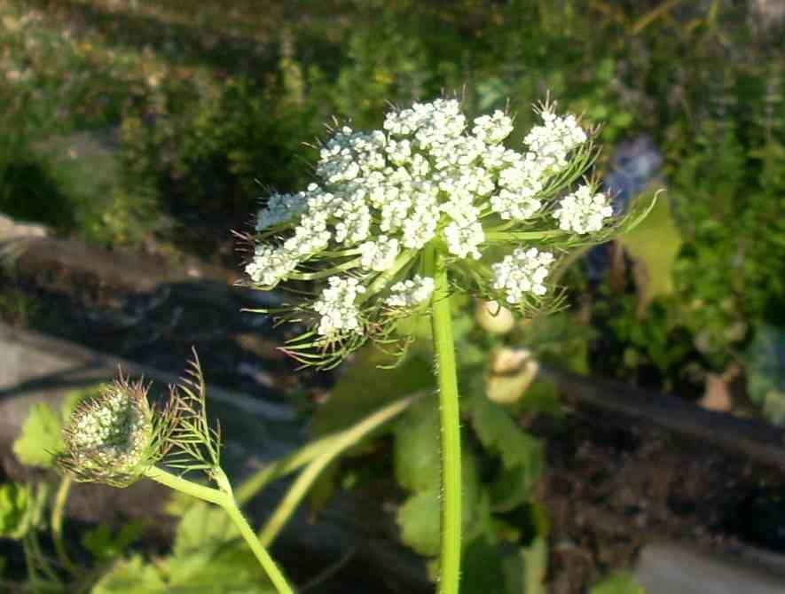 carrot flowers