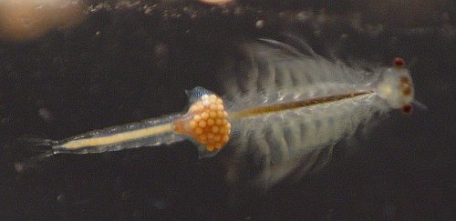 Mating Sea Monkeys