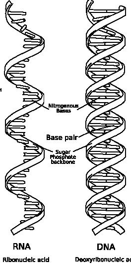 [dna-rna.gif]