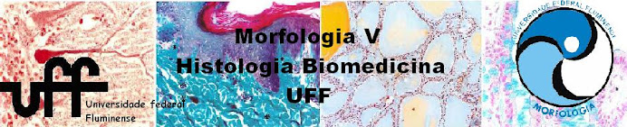 Morfologia V  Biomedicina- UFF