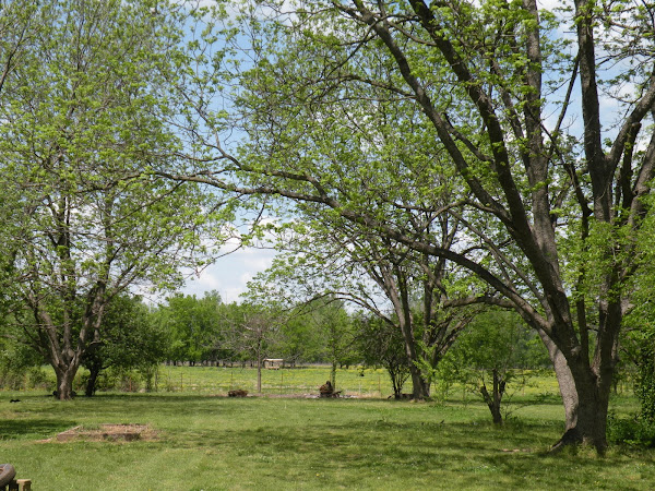 The back yard.