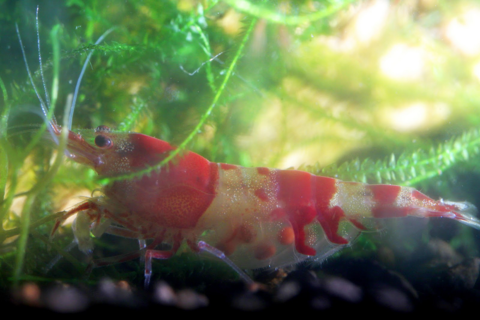 My Learning Experience Red Cherry Shrimps and Red Crystal Shrimp