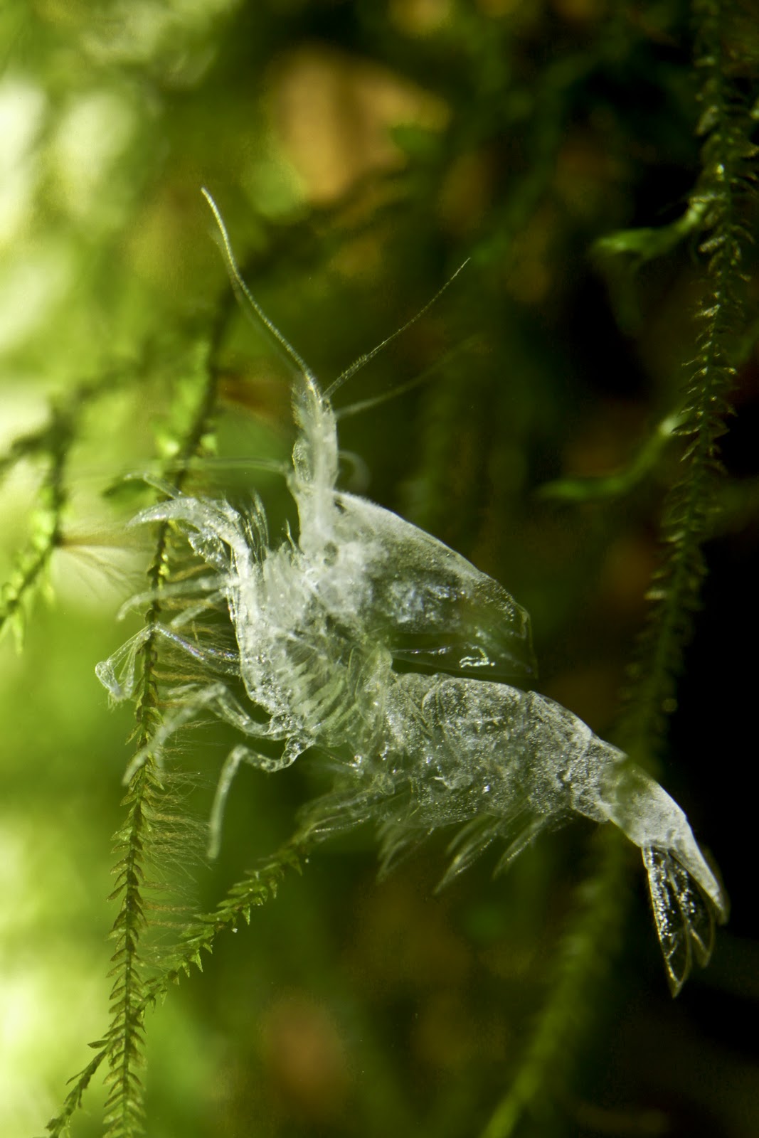 My Learning Experience Red Cherry Shrimps and Red Crystal Shrimp