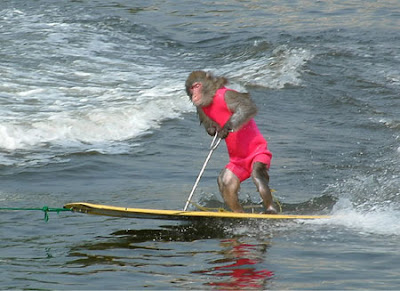 Images/photos Surfing+monkey
