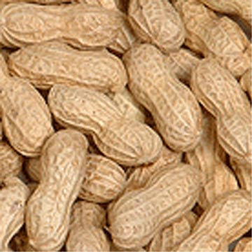 boiled nuts