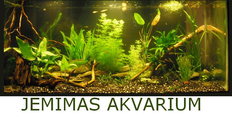 Jemimas akvarium