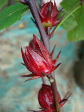 Hibiscus