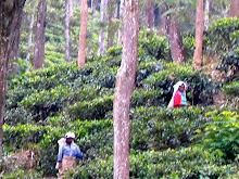 Tea Estates, Hill country