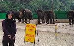 Pusat Konservasi Gajah Kebangsaaan, Kuala Gandah