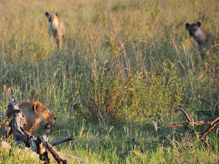 Hyena And Lion