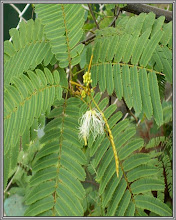 Albizzia myriophylla - TEBU GAJAH
