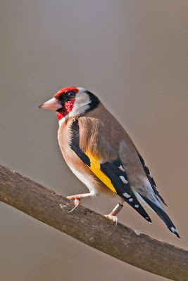 PETER'S PORTFOLIO..............Bird & Wildlife Photography: Seven