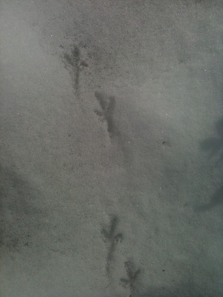 [6.birdietracks.jpg]