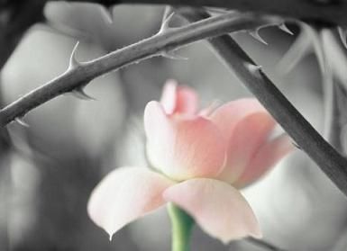 [rosa.JPG]