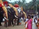 Ceremonial Elephants, India