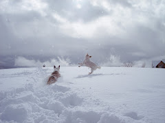Buddy & Daisee Chasing Snowballs