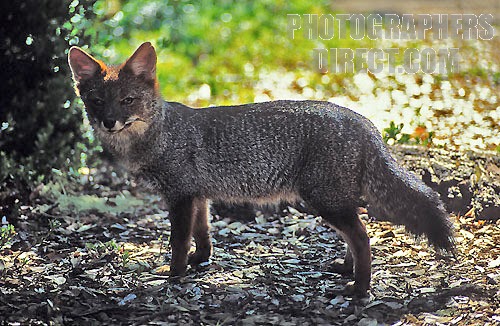 Darwin Fox