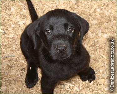Black Lab Images