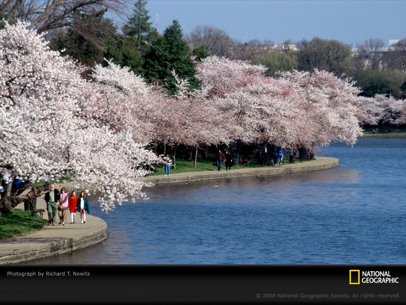 cherry blossom festival. Mostly Cherry