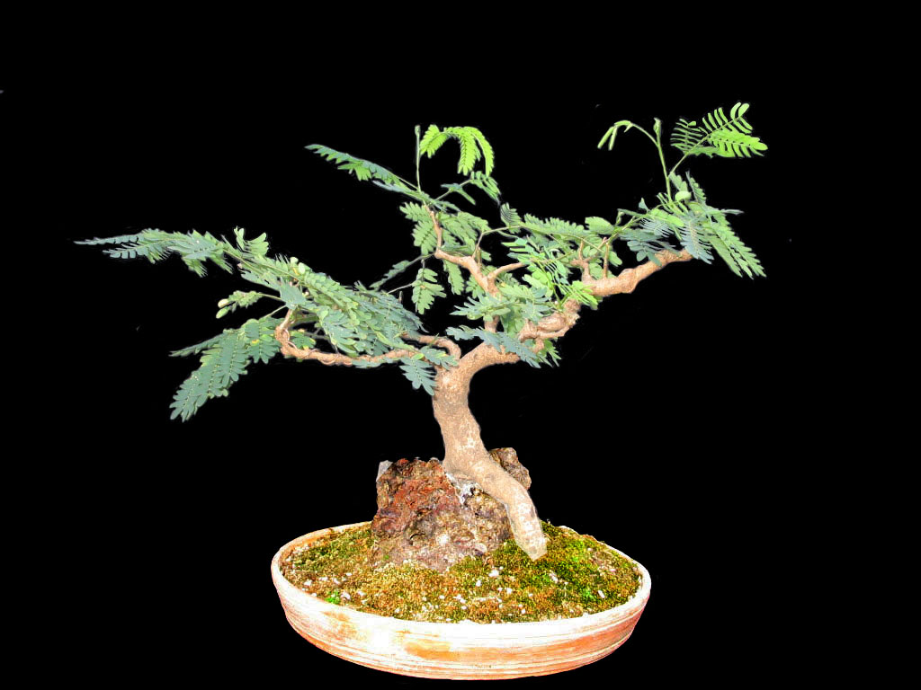 Bonsais de Carlos Rubio P. Leucaena (Leucaena sp.)