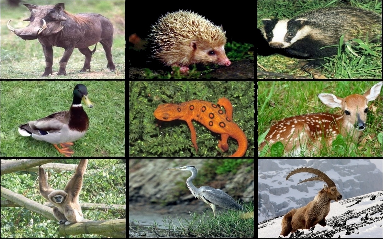Animales