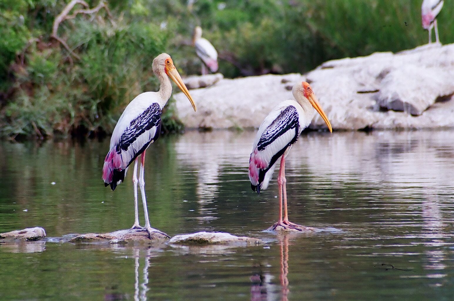 My Travel Memoirs: Ranganthittu Bird Sanctuary.....Mysore
