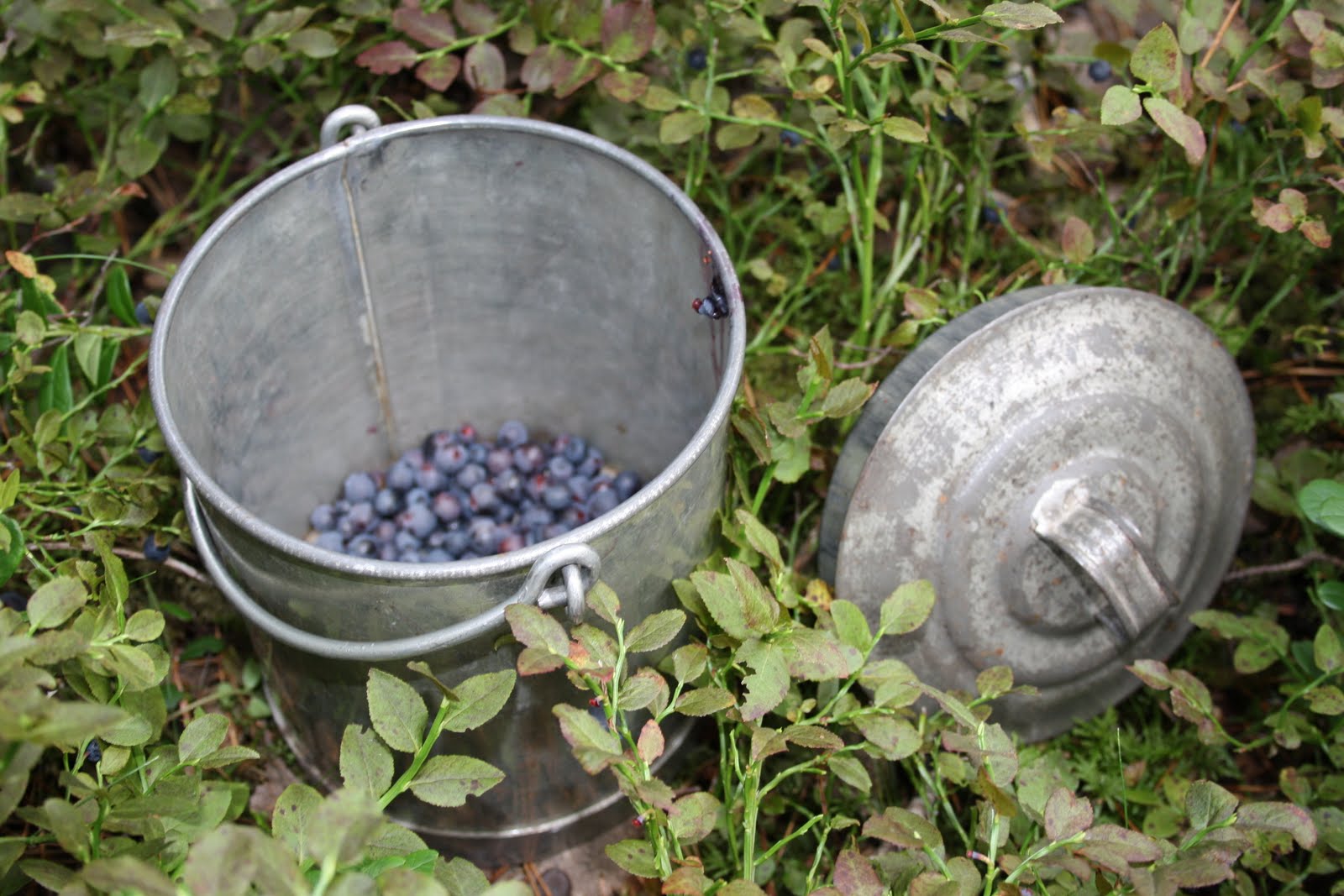Njut i din trädgård: augusti 2010